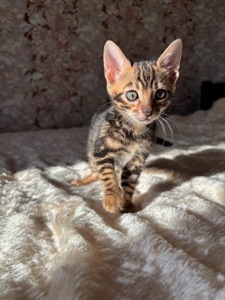 Бенгальський мраморний хлопчик