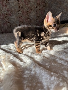 Бенгальський мраморний хлопчик