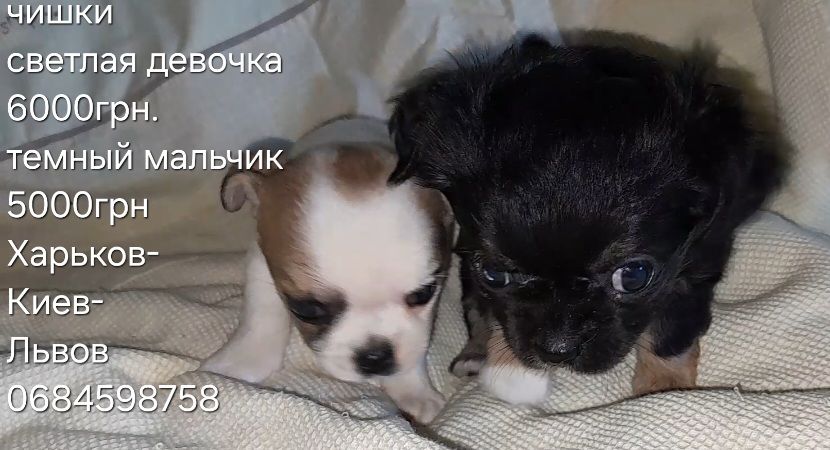 Чих мальчик