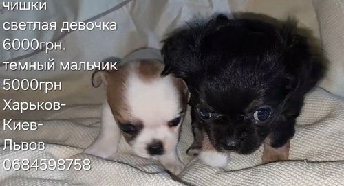 Чих мальчик