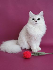 Милий британський хлопчик в сріблястому забарвленні
