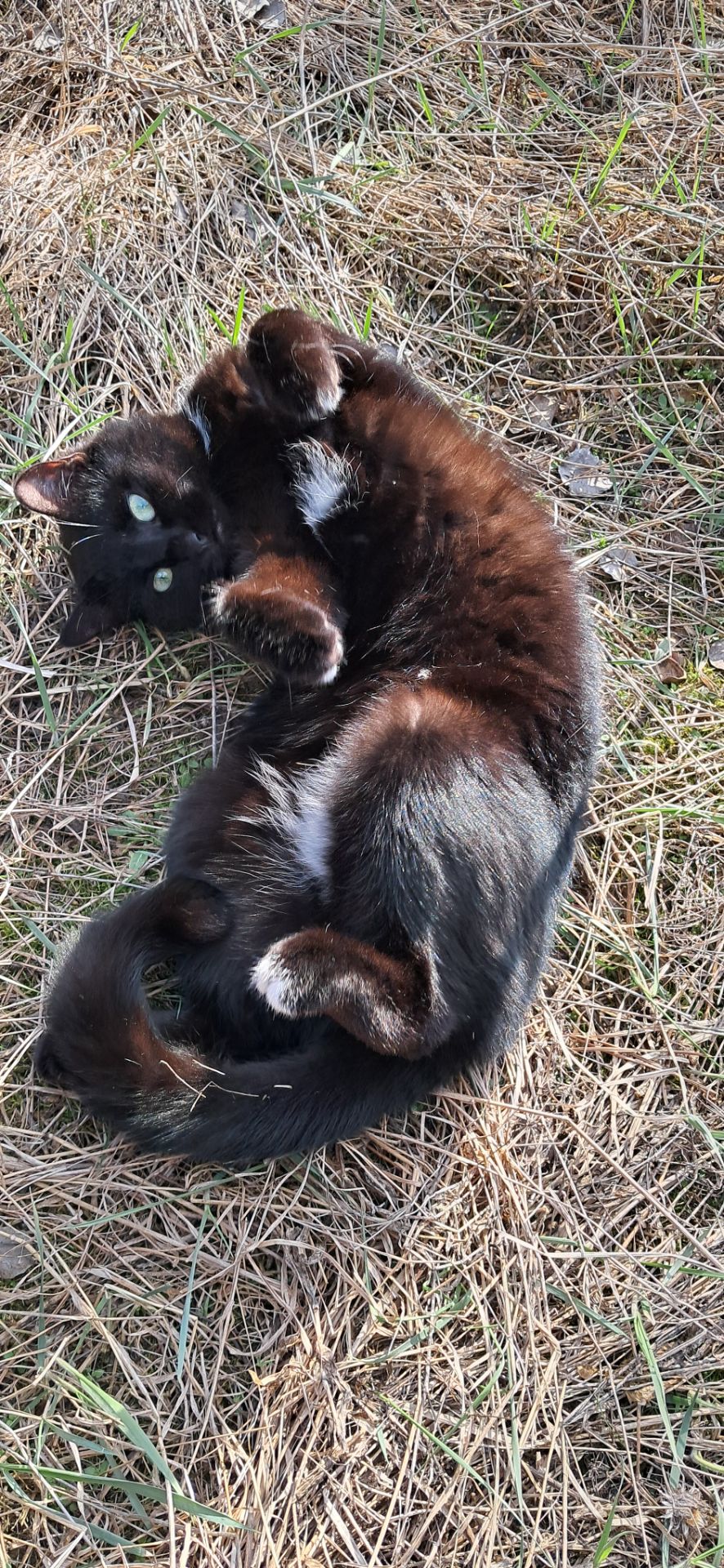Котёнок девочка 2 месяца ищет свой дом (папа шотландский прямоухий)