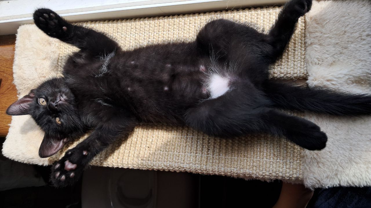 Котёнок девочка 2 месяца ищет свой дом (папа шотландский прямоухий)
