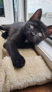 Котёнок девочка 2 месяца ищет свой дом (папа шотландский прямоухий)