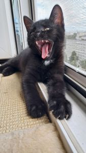 Котёнок девочка 2 месяца ищет свой дом (папа шотландский прямоухий)
