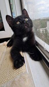 Котёнок девочка 2 месяца ищет свой дом (папа шотландский прямоухий)