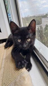 Котёнок девочка 2 месяца ищет свой дом (папа шотландский прямоухий)