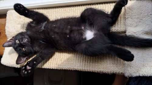 Котёнок девочка 2 месяца ищет свой дом (папа шотландский прямоухий)