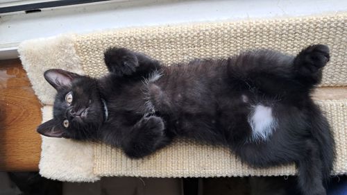 Котёнок девочка 2 месяца ищет свой дом (папа шотландский прямоухий)