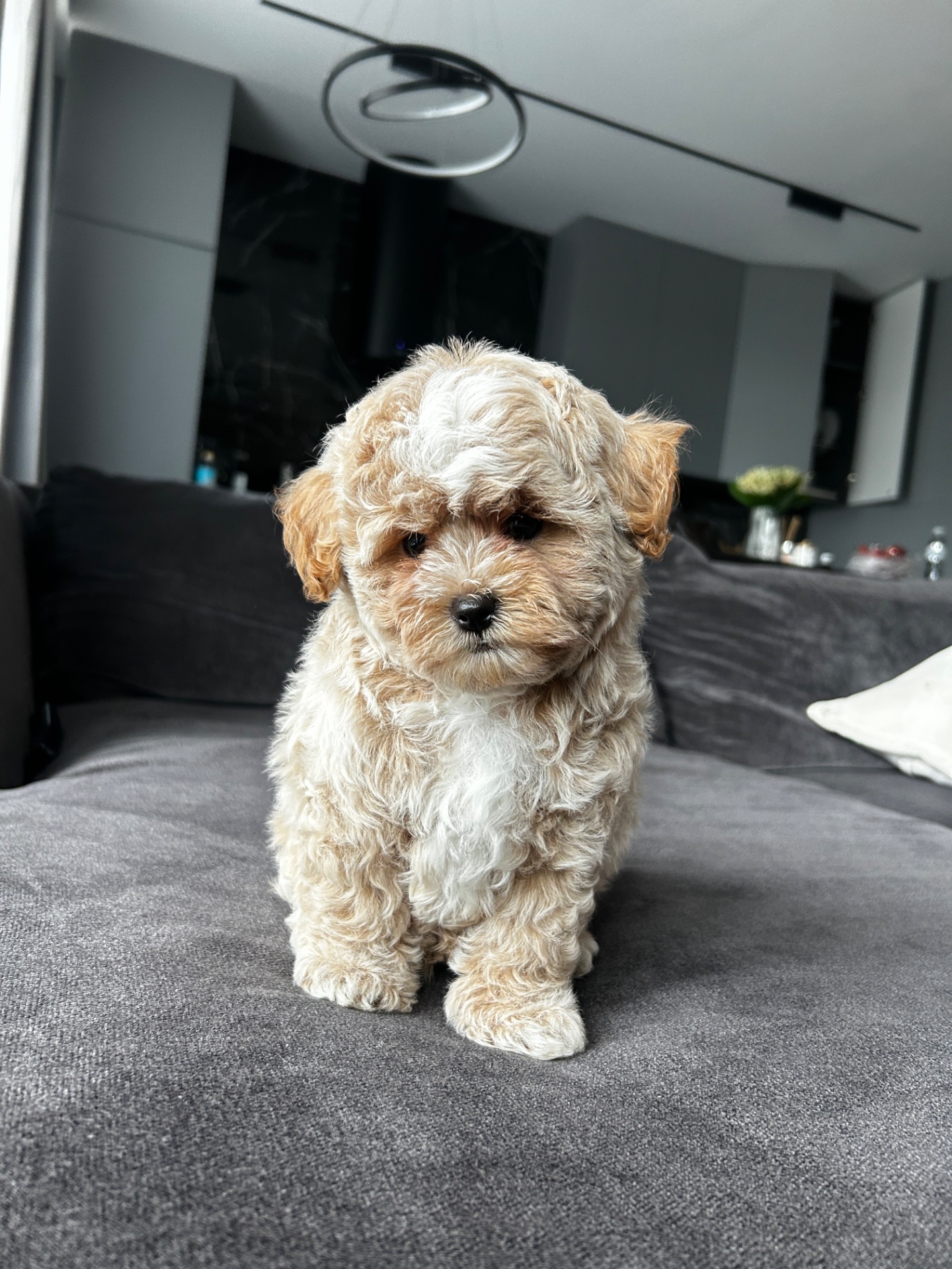 Baby face мальчик maltipoo f1
