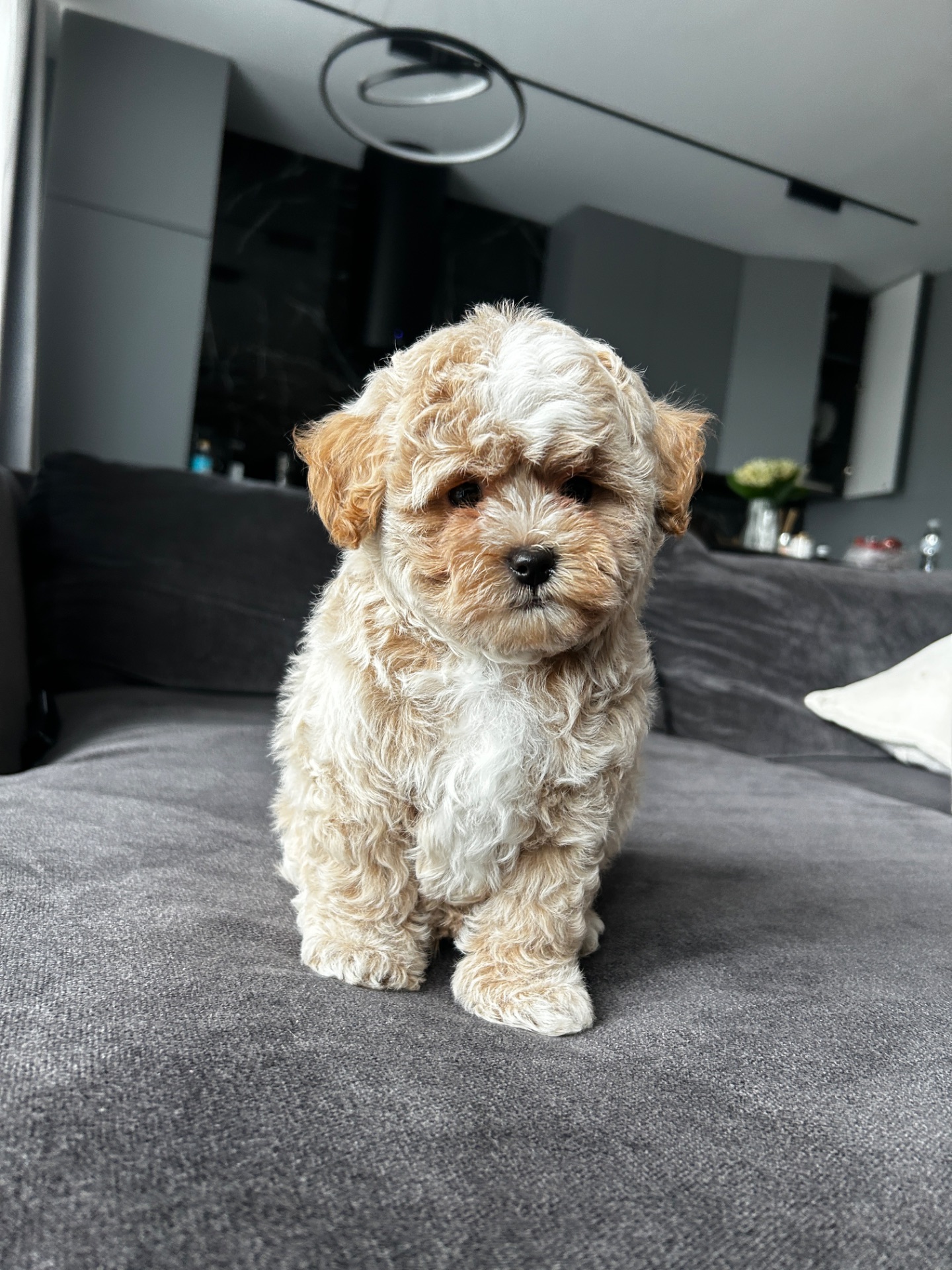 Baby face мальчик maltipoo f1