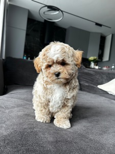 Baby face мальчик maltipoo f1