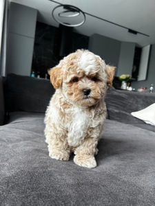 Baby face мальчик maltipoo f1