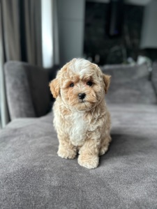 Baby face мальчик maltipoo f1