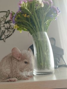 Шиншила дівчинка