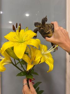 Черепаха середньоазійська