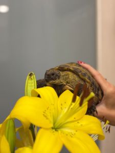 Черепаха середньоазійська