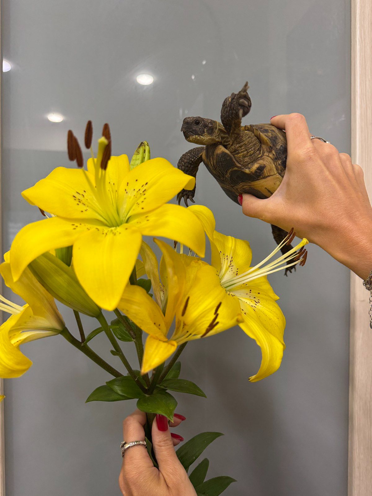 Черепаха середньоазійська