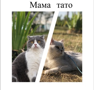 Шотландські та шиншила
