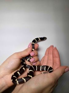 Королівська змія, молочна каліфорнійська, змія ручна