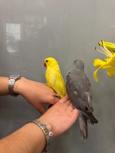 Кольорові намистові папуги
