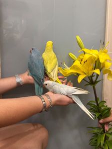 Кольчаті намистові папуги