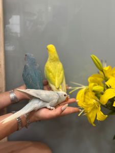 Кольчаті намистові папуги