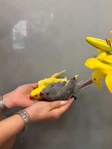 Кольорові намистові папуги