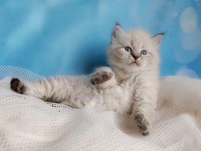 Шикарний клубний невський маскарадний хлопчик Altair