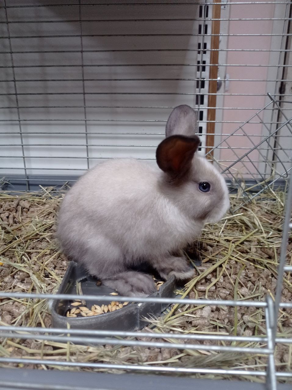 🐰 Продається декоративний кролик — 1,5 місяці