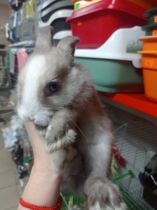 🐰 Продається декоративний кролик — 1,5 місяці