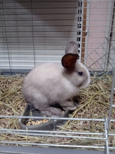 🐰 Продається декоративний кролик — 1,5 місяці