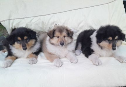 Колли девочки