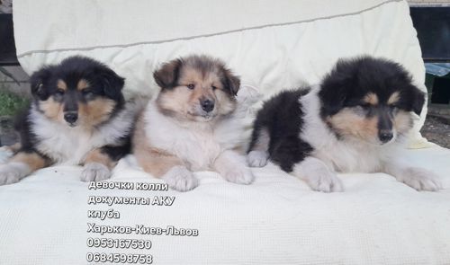 Колли девочки