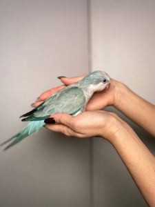 Каліта Монах, пташенятка різних забарвлень, квакер зелений, монах синій окільцьовані пташенята