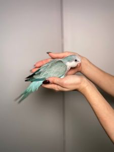 Каліта Монах, пташенятка різних забарвлень, квакер зелений, монах синій окільцьовані пташенята