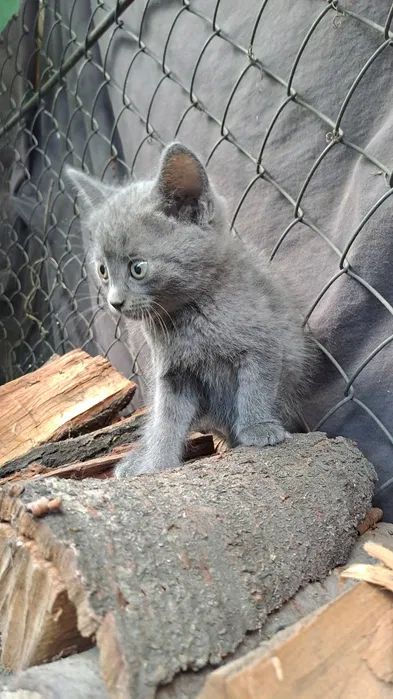 Кошеня сіреньке