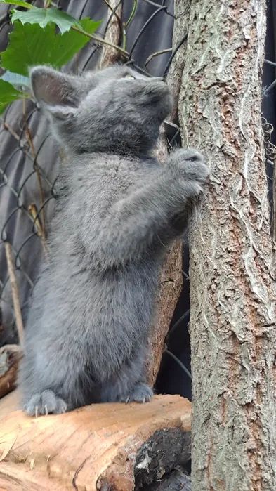 Кошеня сіреньке