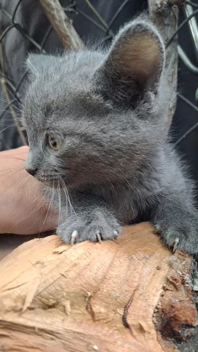 Кошеня сіреньке