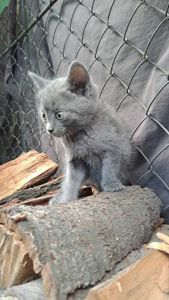 Кошеня сіреньке