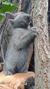 Кошеня сіреньке