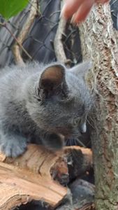 Кошеня сіреньке
