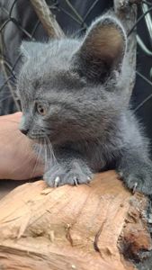 Кошеня сіреньке
