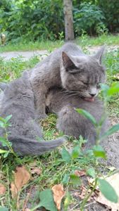 Кошеня сіреньке