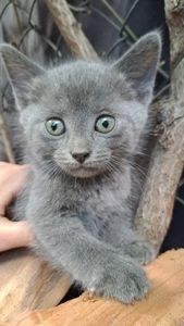 Кошеня сіреньке
