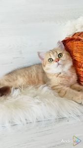 Очаровательная Золотая шиншилла