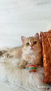 Очаровательная Золотая шиншилла