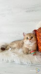 Очаровательная Золотая шиншилла