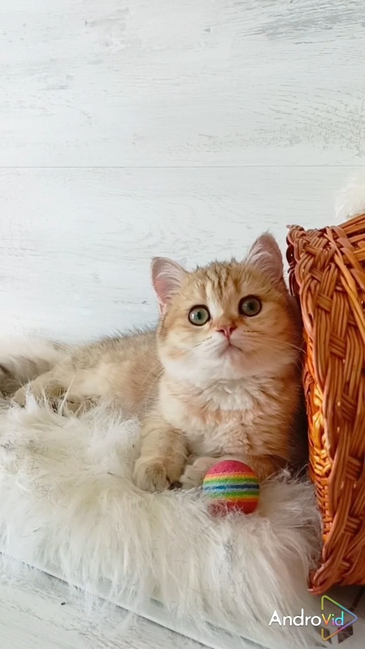 Очаровательная Золотая шиншилла