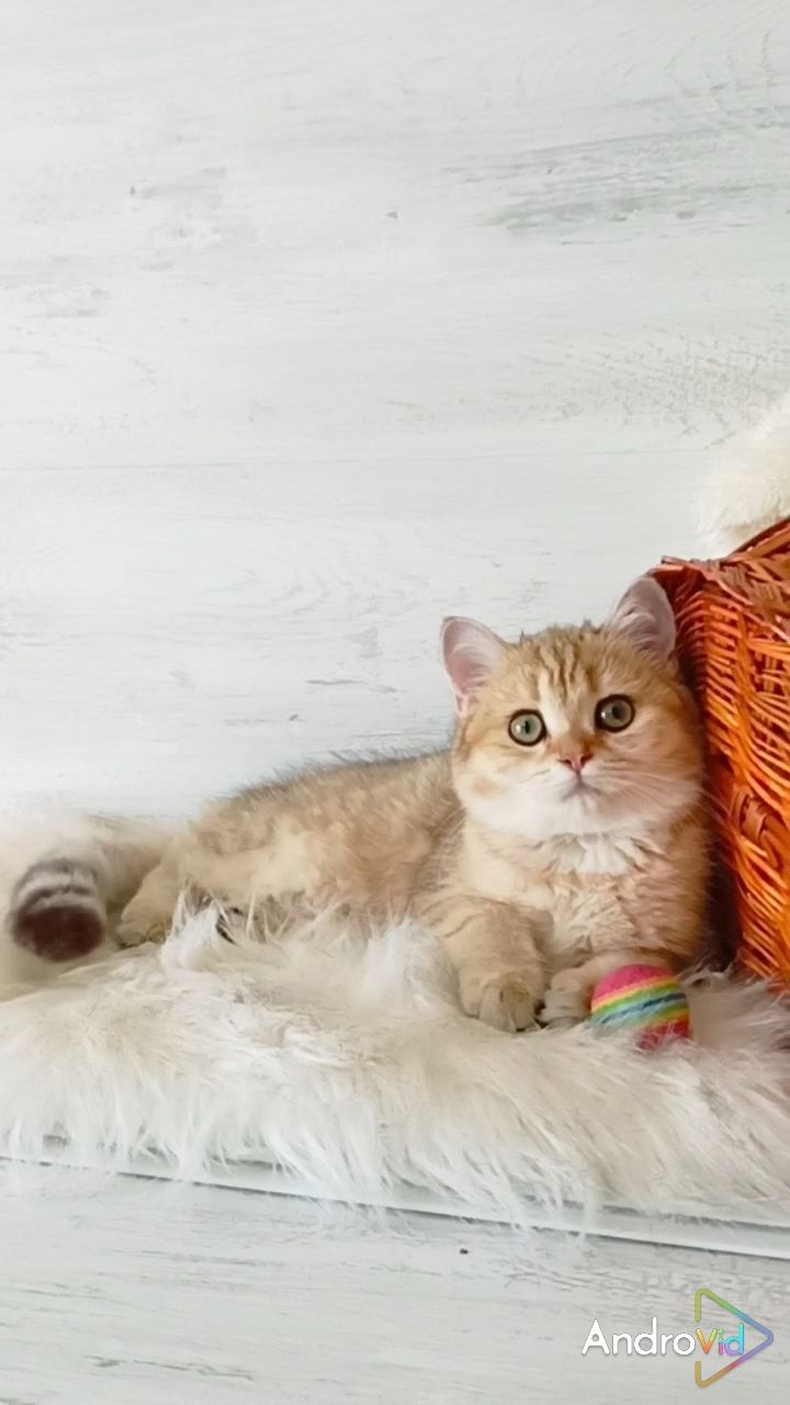 Очаровательная Золотая шиншилла